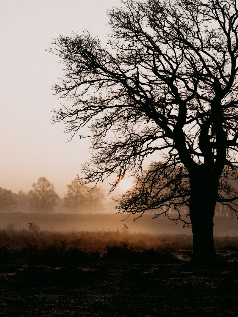 New Forest Half Marathon